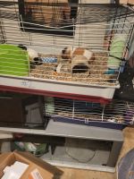 Alpaca Guinea Pig Rodents for sale in Concord, NH, USA. price: NA
