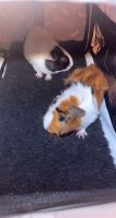 Alpaca Guinea Pig Rodents for sale in Grand Junction, CO, USA. price: NA