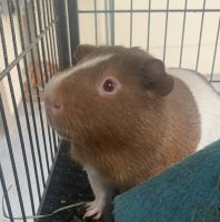 Alpaca Guinea Pig Rodents for sale in 2971 Mallory Cir, Kissimmee, FL 34747, USA. price: NA