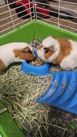 Alpaca Guinea Pig Rodents for sale in Capitol Heights, Maryland. price: $50