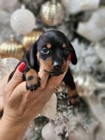 Alpine Dachsbracke Puppies for sale in Naples, FL, USA. price: $1,000