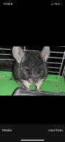 Altiplano Chinchilla Mouse Rodents for sale in Jonesboro, AR, USA. price: NA
