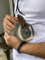 Amami Rabbit Rabbits Photos