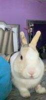 Amami Rabbit Rabbits Photos