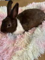 Amami Rabbit Rabbits for sale in Camden, NJ, USA. price: NA