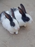 Amami Rabbit Rabbits for sale in Puranpur, Uttar Pradesh 262122, India. price: 500 INR