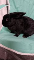 Amami Rabbit Rabbits for sale in Brooksville, Florida. price: $15