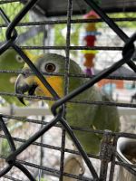 Amazon Birds for sale in Miami, FL, USA. price: NA