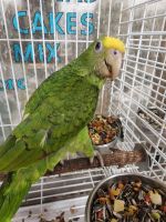 Amazon Birds for sale in Fort Lauderdale, FL, USA. price: NA