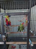 Amazon Birds for sale in Greeley, CO, USA. price: NA