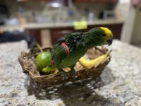 Amazon Birds for sale in Miami, FL, USA. price: NA