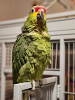 Amazon Birds for sale in South Beloit, IL, USA. price: $1,500