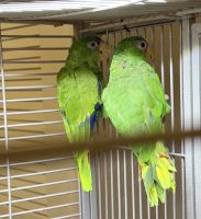Amazon Birds for sale in Gainesville, VA 20155, USA. price: $3,000