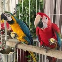 Amazon Birds for sale in Algoma, Mississippi. price: $2,500