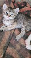 American Bobtail Cats for sale in Houston, TX, USA. price: NA