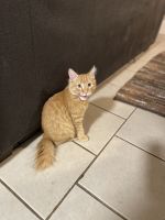 American Bobtail Cats for sale in Jersey City, NJ, USA. price: NA