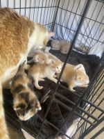American Bobtail Cats for sale in Perris, CA, USA. price: NA
