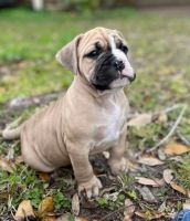 American Bulldog Puppies for sale in 1519 Oxberg Trail, Houston, TX 77073, USA. price: NA