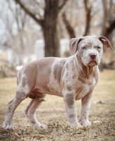 American Bulldog Puppies for sale in NE-71, Scottsbluff, NE, USA. price: NA