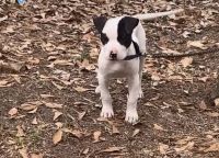 American Bulldog Puppies for sale in Bay Springs, MS, USA. price: NA