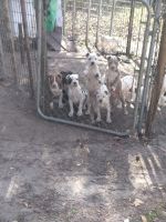 American Bulldog Puppies for sale in Live Oak, FL, USA. price: NA