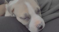 American Bulldog Puppies for sale in Gary, IN 46403, USA. price: NA