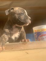 American Bulldog Puppies for sale in Barbourville, KY, USA. price: NA