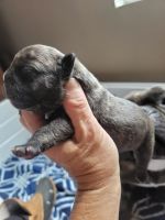 American Bulldog Puppies for sale in Ocean Springs, MS 39564, USA. price: NA