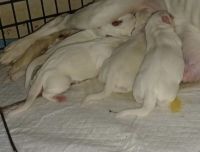 American Bulldog Puppies for sale in Milledgeville, GA, USA. price: NA