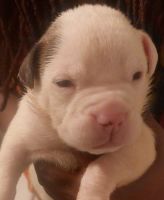 American Bulldog Puppies for sale in Tallahassee, FL 32301, USA. price: NA