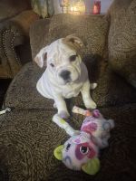American Bulldog Puppies for sale in Selinsgrove, PA 17870, USA. price: NA