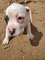 American Bulldog Puppies for sale in Pratt, KS, USA. price: NA