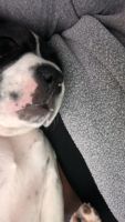 American Bulldog Puppies for sale in Hawthorne, CA 90250, USA. price: NA