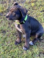 American Bulldog Puppies for sale in Riceboro, GA 31323, USA. price: NA