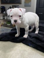 American Bulldog Puppies for sale in Kyle, TX, USA. price: NA