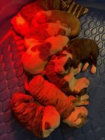 American Bulldog Puppies for sale in Homestead, FL, USA. price: NA