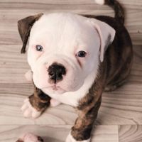 American Bulldog Puppies for sale in Powell, WY 82435, USA. price: NA