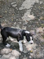 American Bulldog Puppies for sale in Asheville, NC, USA. price: NA