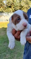 American Bulldog Puppies for sale in Ontario, CA, USA. price: NA