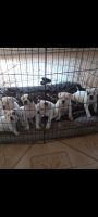 American Bulldog Puppies for sale in San Antonio, TX 78244, USA. price: NA