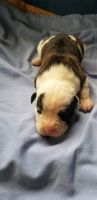 American Bulldog Puppies for sale in Shelton, WA 98584, USA. price: NA