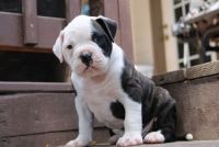 American Bulldog Puppies for sale in Dayton, OR 97114, USA. price: NA