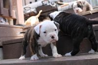 American Bulldog Puppies Photos