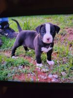 American Bulldog Puppies for sale in Lindsay, OK 73052, USA. price: NA