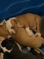 American Bulldog Puppies Photos