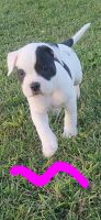 American Bulldog Puppies for sale in Vincent, OH 45784, USA. price: NA