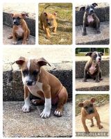 American Bulldog Puppies for sale in Lumber Bridge, NC 28357, USA. price: NA