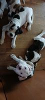 American Bulldog Puppies for sale in Glenmoore, PA, USA. price: NA
