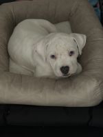 American Bulldog Puppies for sale in Sarasota, FL, USA. price: NA
