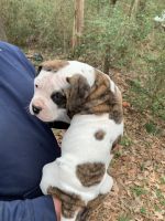 American Bulldog Puppies for sale in Monroe, NC, USA. price: NA